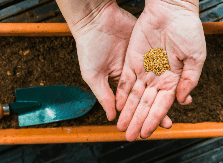 9 Steps to Starting a Vegetable Garden - Crafting Her Blooms