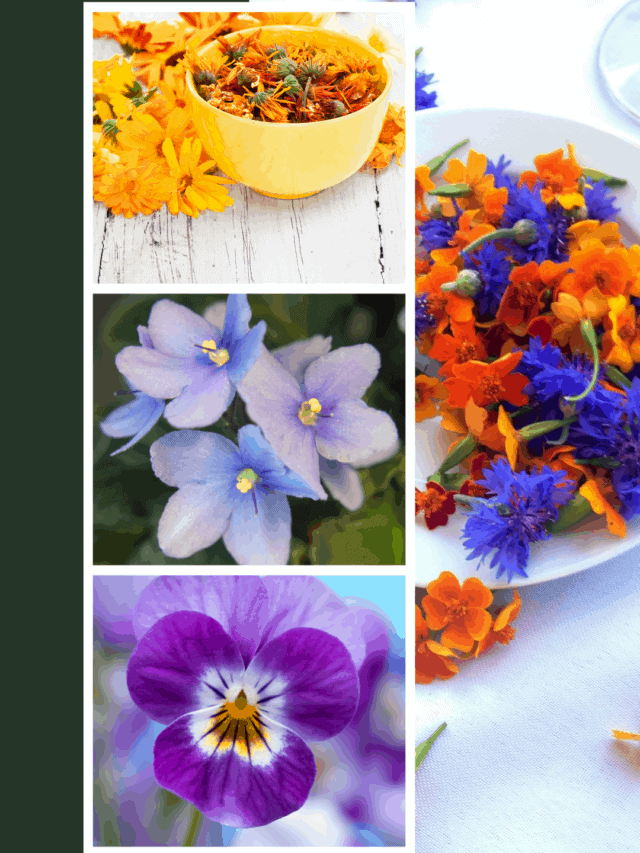 How to Grow Edible Flowers Indoors