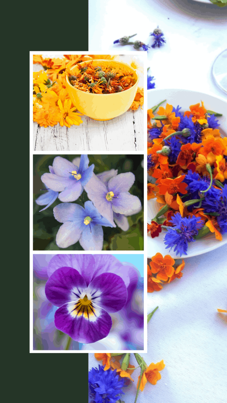 How to Grow Edible Flowers Indoors