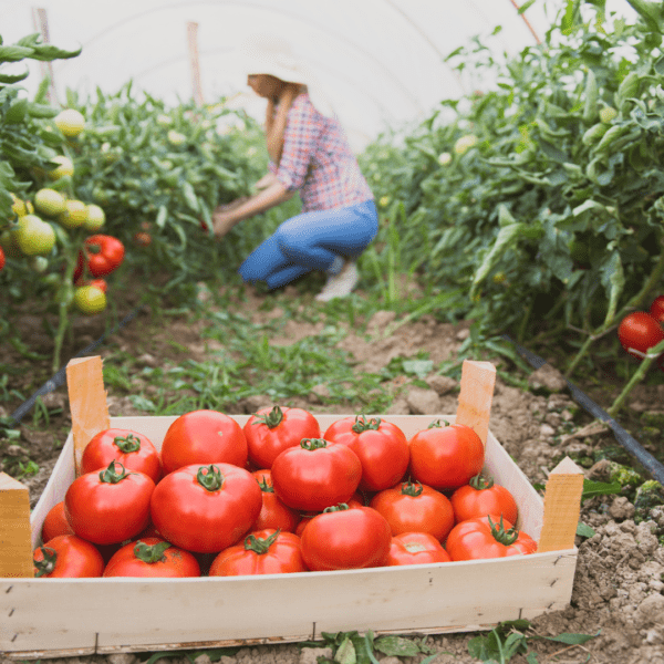How to Plan a Vegetable Garden: A Beginner's Guide - Crafting Her Blooms