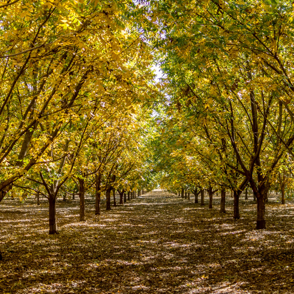 A grove of pecan trees in autumn with yellowing leaves