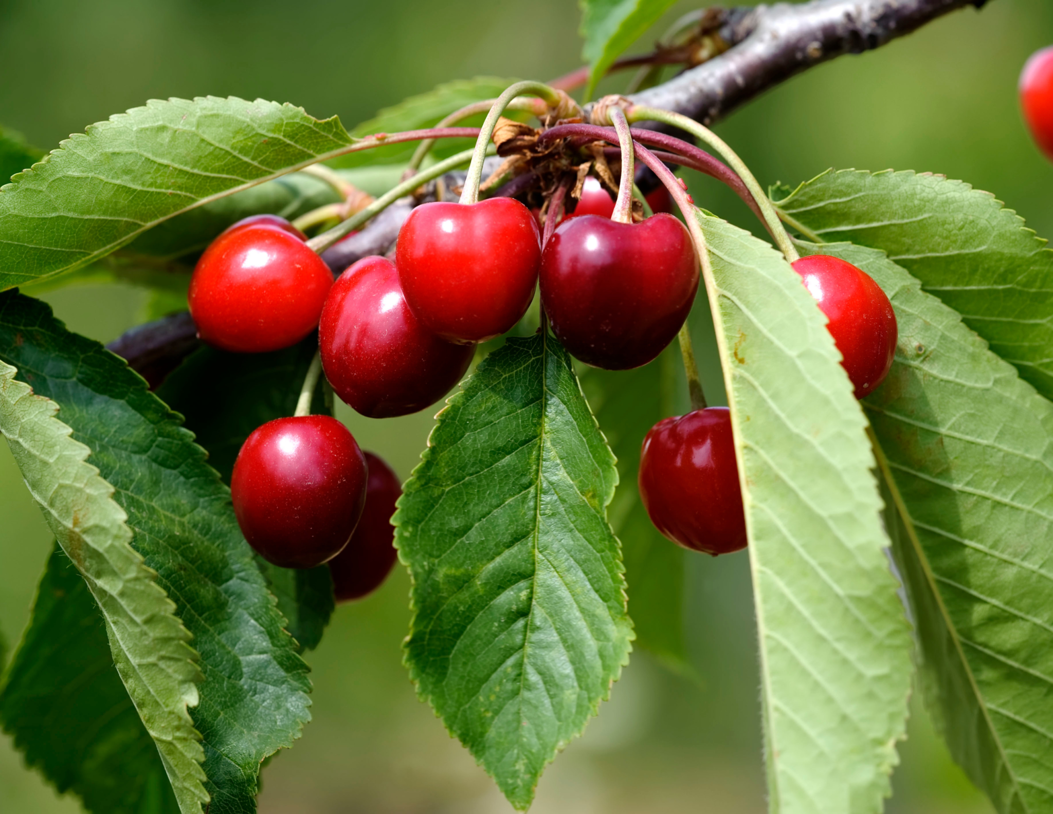 Nurturing Your Cherry Tree: A Comprehensive Growth Guide - Crafting Her ...