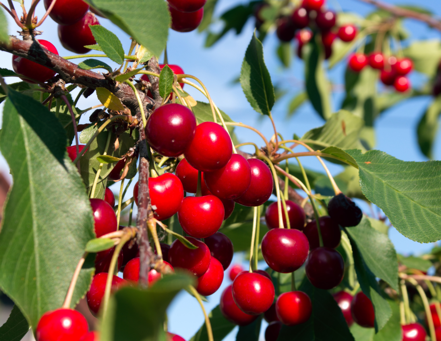 Nurturing Your Cherry Tree: A Comprehensive Growth Guide - Crafting Her ...