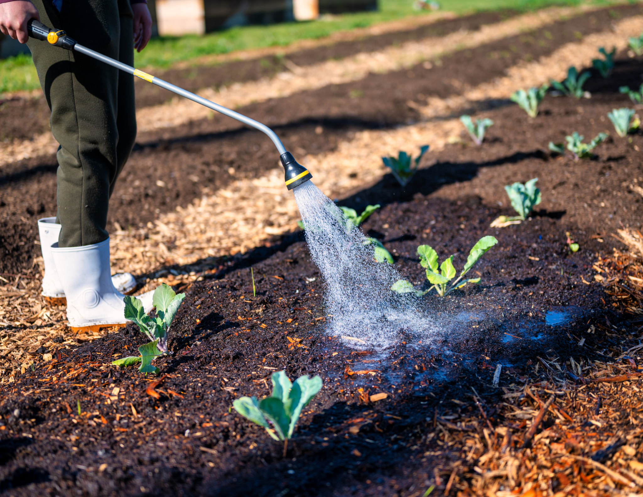 Complete Guide to Spring Vegetable Planting - Crafting Her Blooms