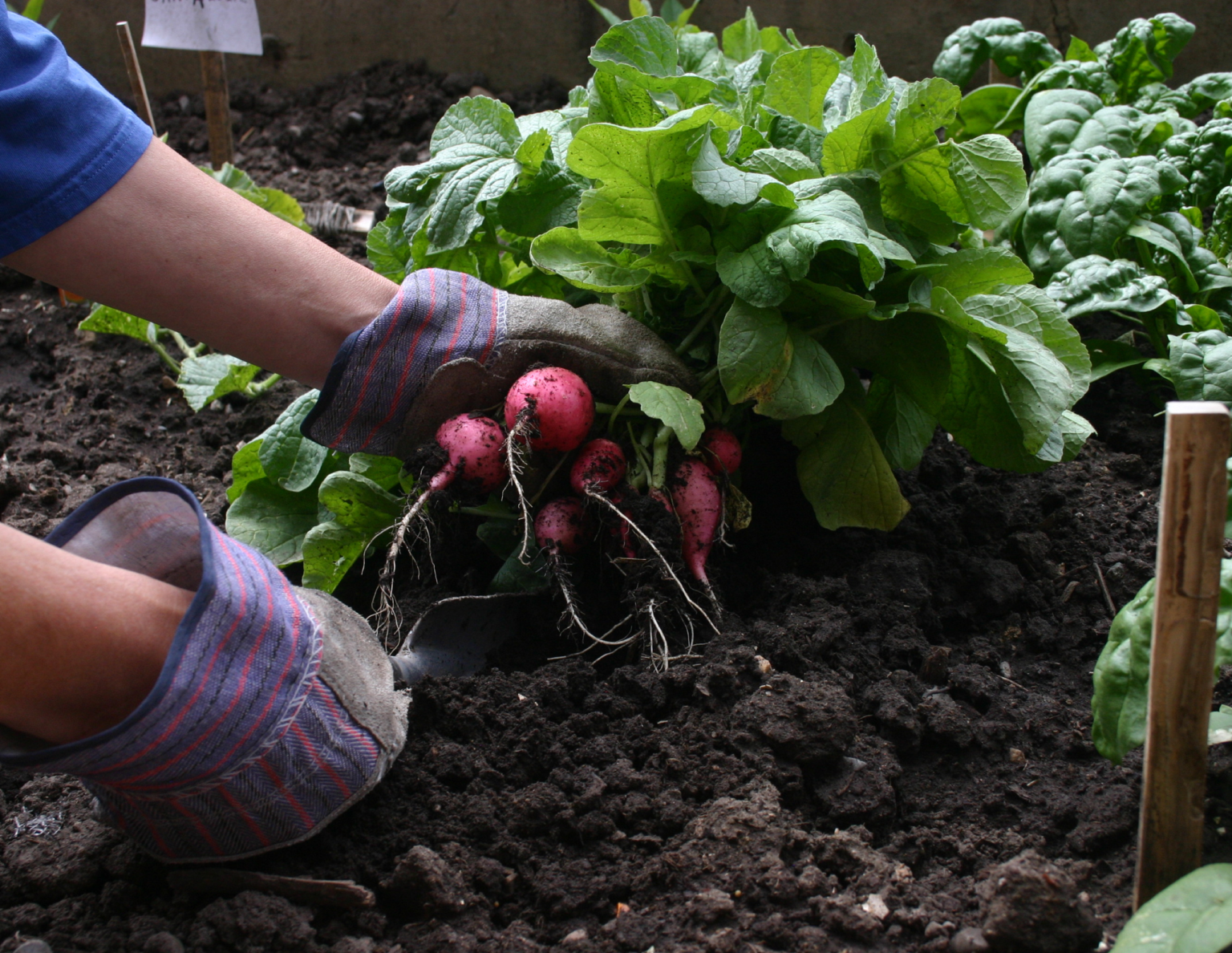 Complete Guide to Spring Vegetable Planting - Crafting Her Blooms