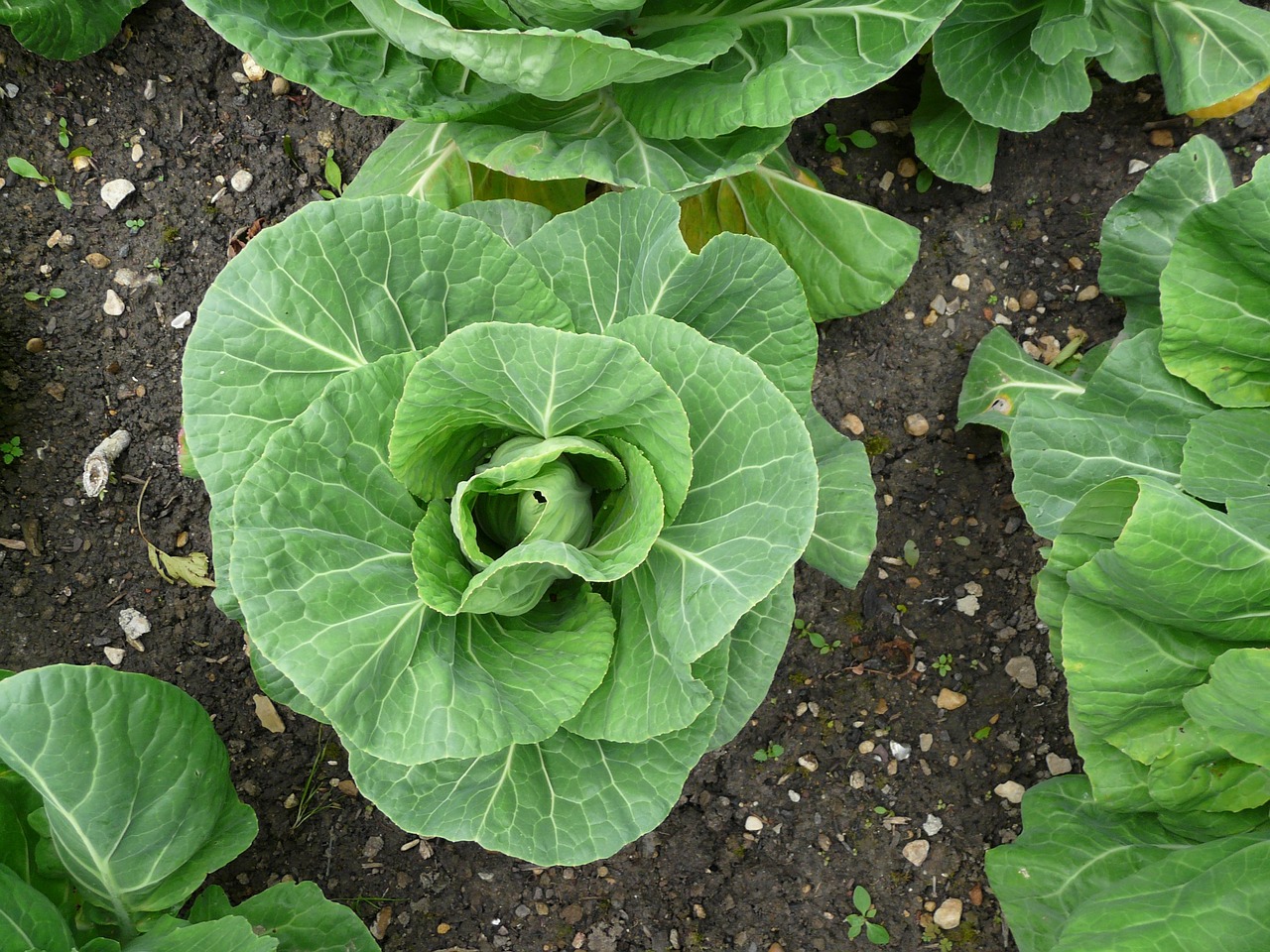 The Complete UK Guide to Growing Your Own Vegetables - Crafting Her Blooms
